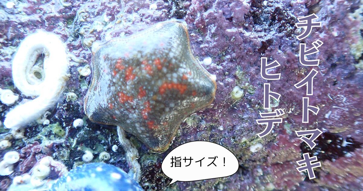 チビイトマキヒトデ