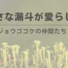 ちいさな漏斗が愛らしいジョウゴゴケの仲間
