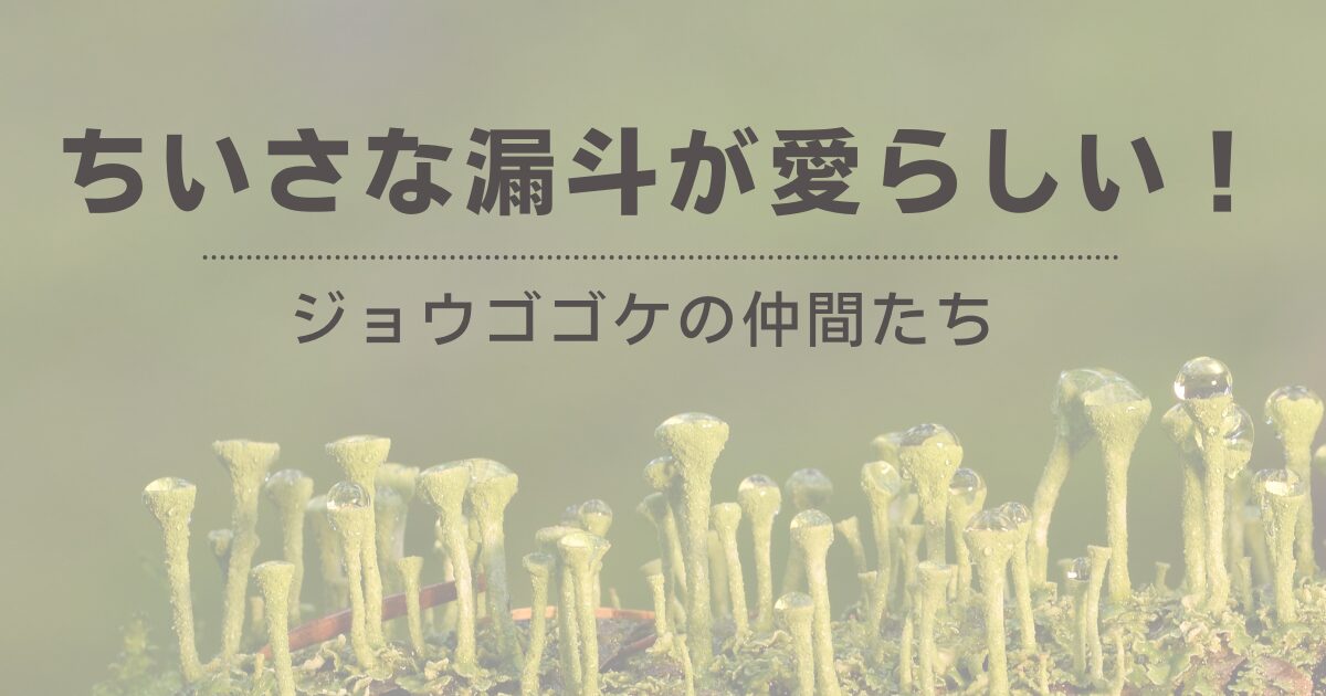 ちいさな漏斗が愛らしいジョウゴゴケの仲間