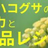 ハハコグサの魅力と絶品レシピ