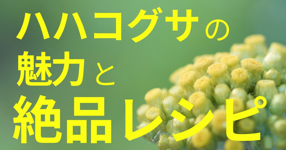 ハハコグサの魅力と絶品レシピ