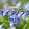 これも外来種？オオイヌノフグリ物語