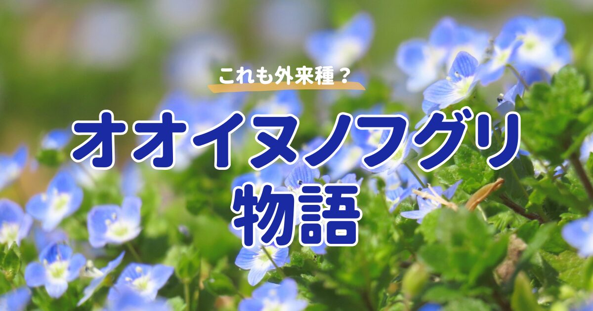 これも外来種？オオイヌノフグリ物語