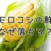 トウモロコシの鮮度はなぜ落ちる